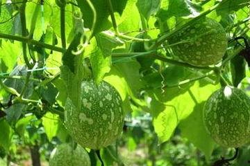 吊瓜芽怎么吃,探索美味与营养的完美结合