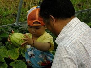 亭林瓜怎么吃,解锁美味新体验