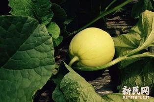 亭林瓜怎么吃,解锁美味新体验