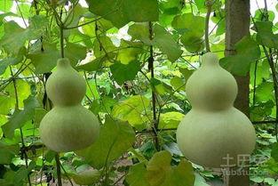 怀孕后可以吃葫芦瓜吗,葫芦瓜，孕妇的绿色佳肴