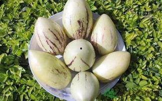 流产可以吃茄瓜,流产后的营养恢复与调养