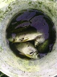 吃瓜看戏摸鱼鱼,揭秘网络时代的娱乐生活