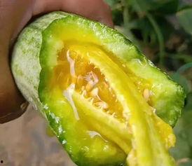 哪里吃网红的瓜,跟随“哪里吃”探寻热门八卦盛宴