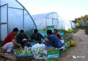 睢县吃瓜群众,吃瓜群众的欢乐盛宴