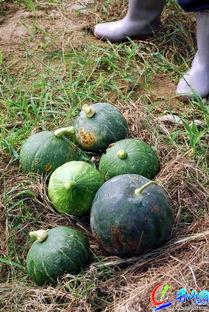 网络真实吃瓜,揭秘网络红人与事件背后的真相