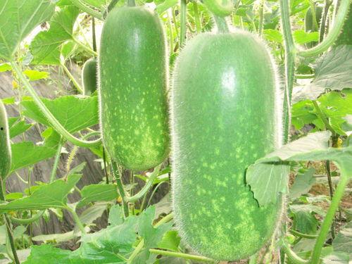 汉江吃瓜视频大全,揭秘热门话题背后的趣味真相