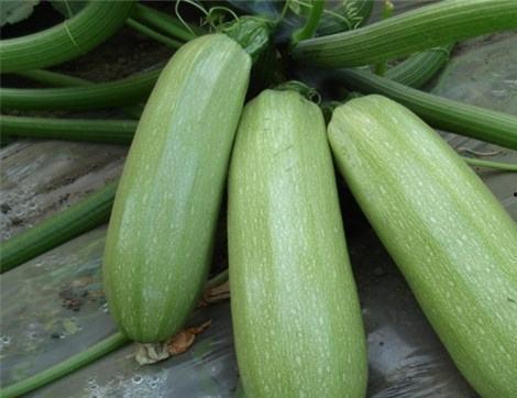 痛风可以吃瓠瓜,瓠瓜助力健康饮食新选择