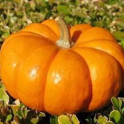 南瓜苗吃嫩瓜,从嫩瓜到美味佳肴的旅程