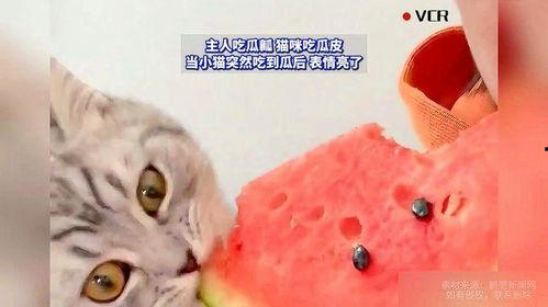 一只吃瓜小猫